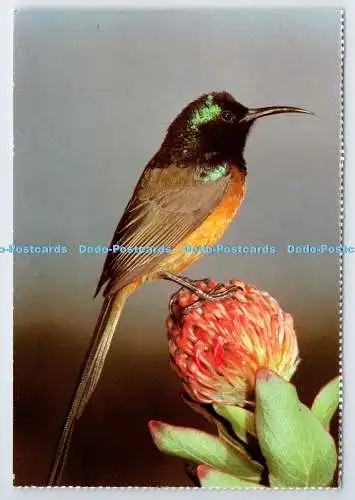 D339400 Südafrika. Vögel. Orange Breasted Sunbird. Constantia Grüße. L.V