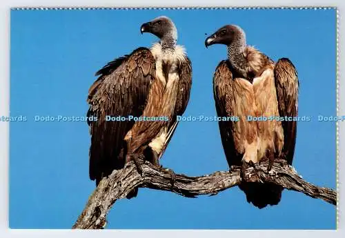 D339401 Südafrika. Vögel. Weißrückengeier. Constantia Grüße. Roy Joh