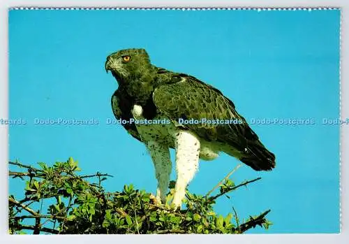 D339402 Südafrika. Vögel. Kampfadler. Constantia Grüße. T. Carew