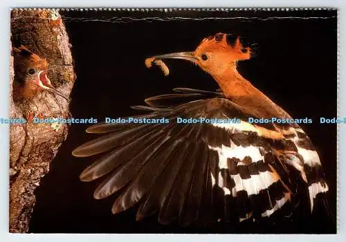 D339403 Südafrika. Vögel. Der männliche afrikanische Wiedehopf. Constantia Grüße
