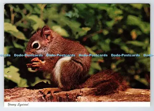 D337499 Junges Eichhörnchen. John Hinde