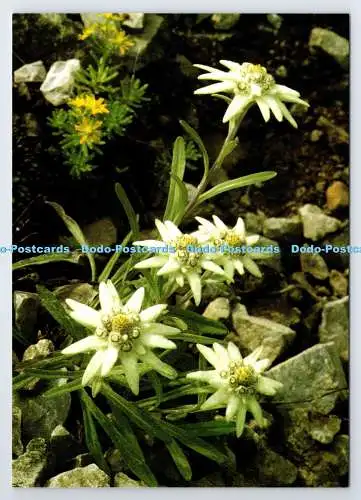 D339495 Leontopodium Alpinum. Dr. A. Defner