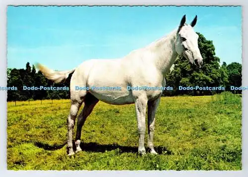 D337533 White Horse. Krüger. Made in Western Germany