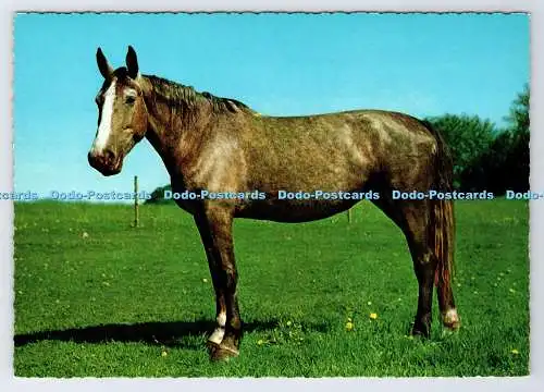 D337534 Pferd. Krüger. Made in Western Germany