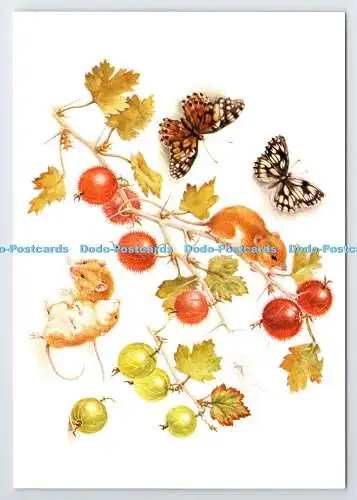 D337535 Erntemäuse. Marmorierter weißer Schmetterling. The Medici Society. London. Mildr