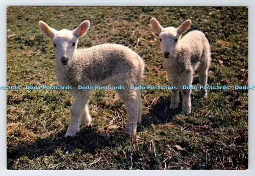 D337538 Lämmer im Frühjahr. J. Arthur Dixon. Newport. I.W. England. T. Parker