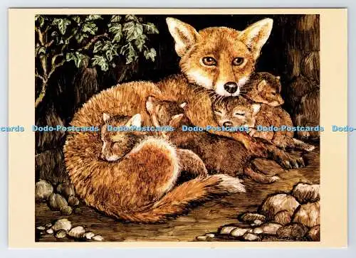 D337539 Füchsin und Jungtiere. The Medici Society. London. Rita Whitaker