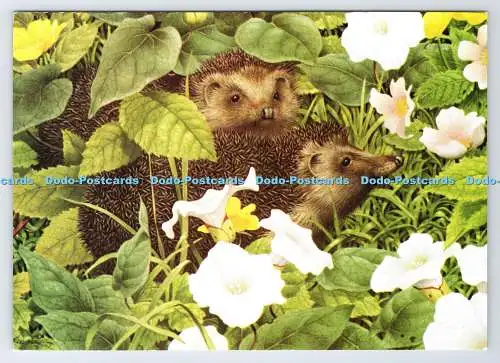 D337541 Igel. The Medici Society. London. Kenneth Lilly