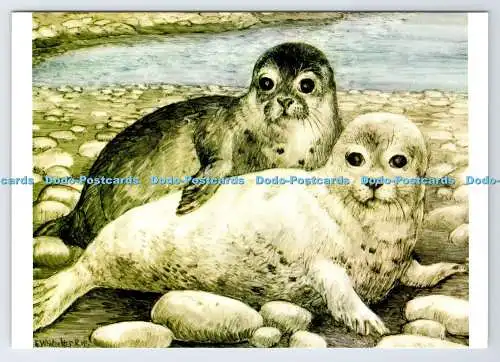 D337545 Seal Pups. The Medici Society. Rita Whitaker