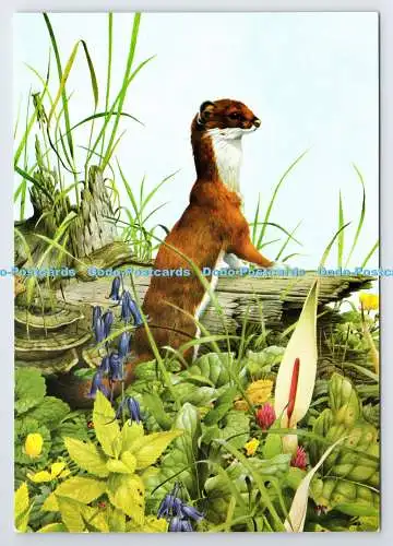 D337548 Stoat. The Medici Society. London. Kenneth Lilly