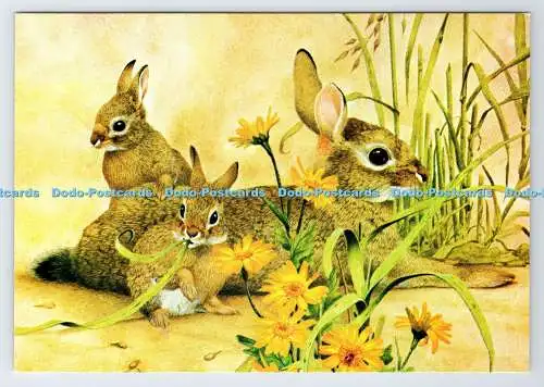 D337551 Reh Kaninchen und junge Mais Ringelblumen. The Medici Society. London. Kenneth