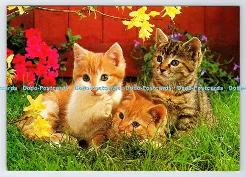 D337553 Drei Katzen. Vita Nova. Gedruckt in Holland