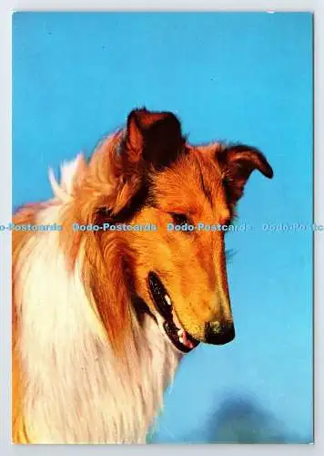 D337554 Collie. Hund. John Hinde