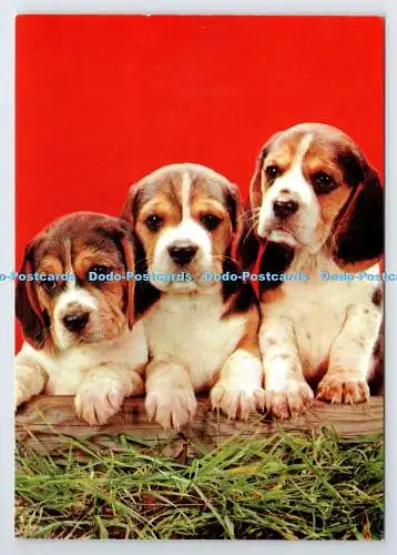 D337555 Drei Hunde. John Hinde