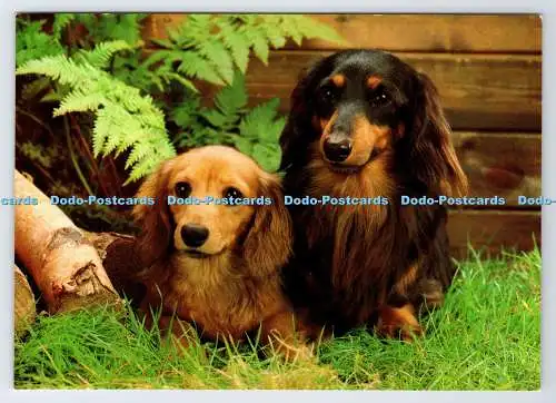 D337556 Zwei braune Hunde. Vita Nova. Gedruckt in Holland