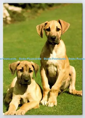 D337563 Zwei Hunde. Vita Nova. Gedruckt in Holland