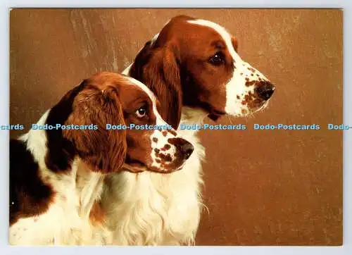 D337565 Zwei Hunde. Vita Nova. Gedruckt in Holland