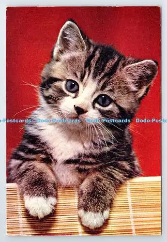 D337568 Coy Kitten. J. Arthur Dixon. Newport. I.W. England. Kerl widerristet. PM. Also
