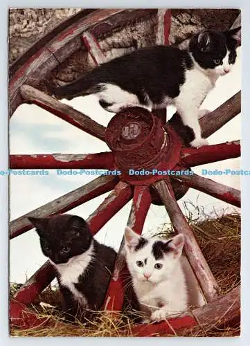 D337569 Kat. Postkarte