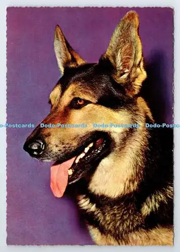 D337571 Hund. Krüger. Made in Western Germany
