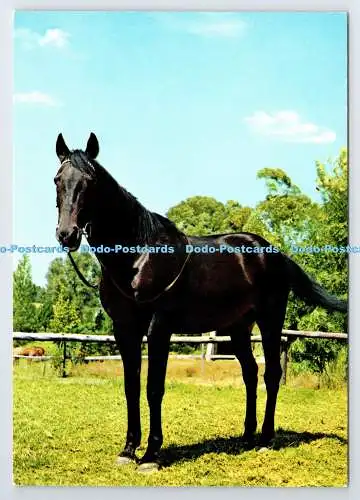 D337572 Black Horse. John Hinde