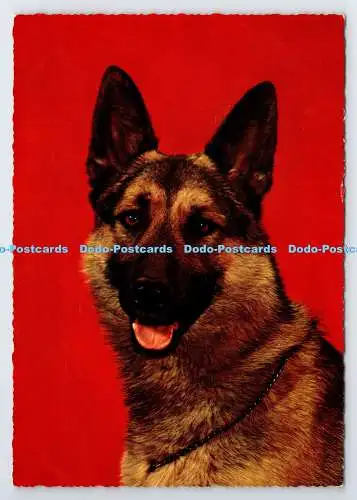 D337573 Hund. Krüger. Made in Western Germany