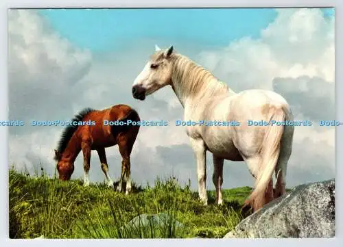 D337576 Connemara Ponys. John Hinde. J. Willis