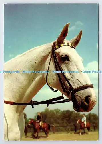 D337577 White Horse. E. T. W. Dennis. Scarborough
