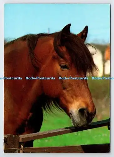 D337580 Braunes Pferd. Vita Nova. Gedruckt in Holland