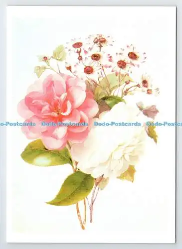 D339572 Camellia Japonica Var. und Cineraria. Marie Anne. The Medici Society. Lo