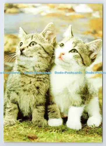 D337601 Katzen. Vita Nova. Gedruckt in Holland