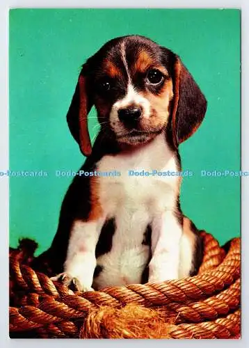 D337602 Hund. John Hinde. Postkarte