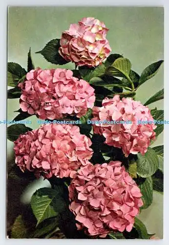 D339577 Hortensie mit gebräuchlichem Namen. J. Arthur Dixon. Newport. I.W. England