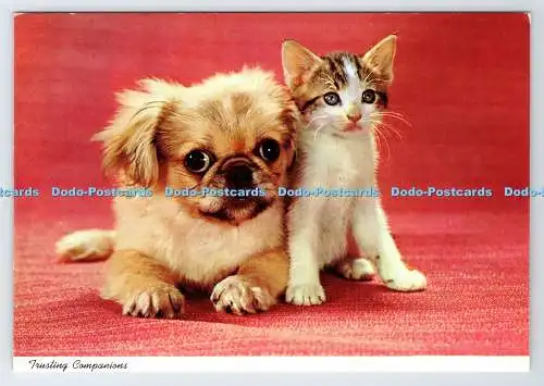 D337603 Vertrauensvolle Gefährten. Katze und Hund. John Hinde