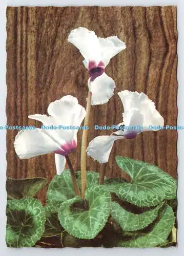 D339578 Blumen. Krüger. Postkarte
