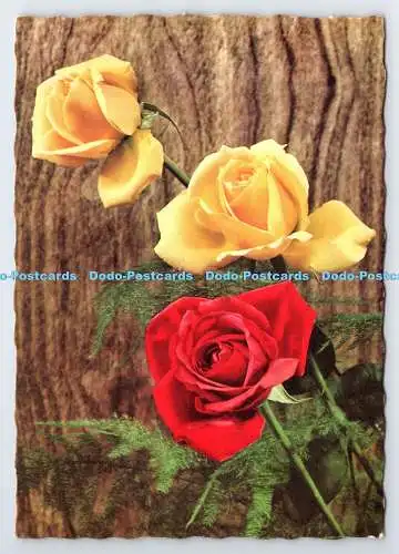 D339579 Rosen. Krüger. Postkarte
