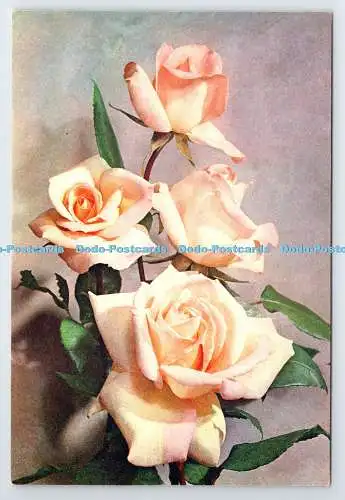 D339580 Rose Michele Meilland. J. Arthur Dixon. Newport. I.W. England