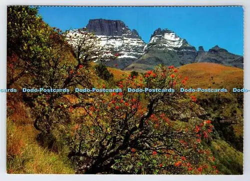 D337606 Drakensberg. Mantel des Winters. The Snow Speckled Prominence of Cathkin P