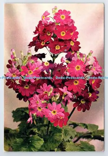 D339582 Primel. J. Arthur Dixon. Newport. I.W. England. 1961