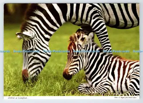 D339587 Zebras bei Longleat. John Hinde. E. Nagele