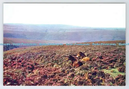D339590 Exmoor. Somerset. Junge Exmoor Ponys. J. Arthur Dixon. H. A. Summers