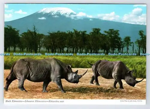 D337650 schwarzes Nashorn. John Hinde
