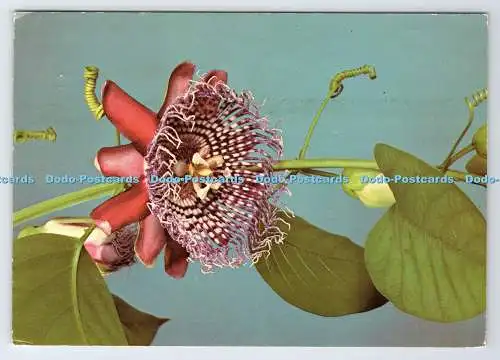 D339646 Edinburgh. The Royal Botanic Garden. Passiflora Quadrangularis. Krone. 1