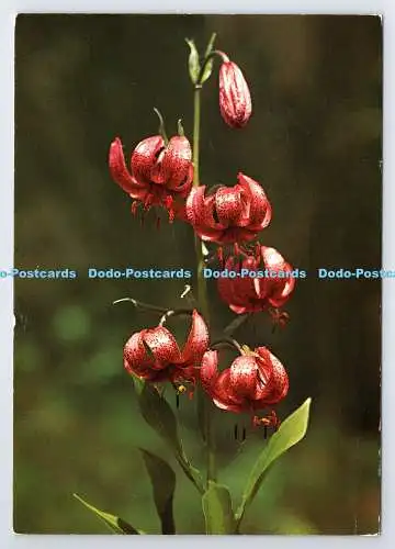D339647 Purple Martagon. Engadin Presse