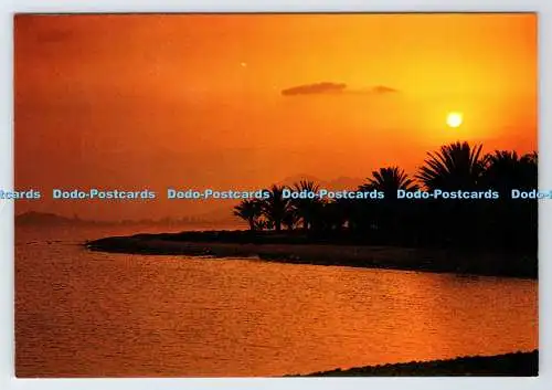 D337681 Paisaje y Tipismo Espanol. Sonnenuntergang. Palmenhain und Strand. Catalan Ibarz