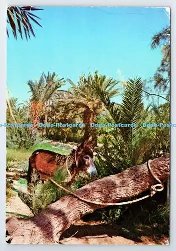 D339687 Oase. Sud Tunisien. Tunesien. B. Bassalah
