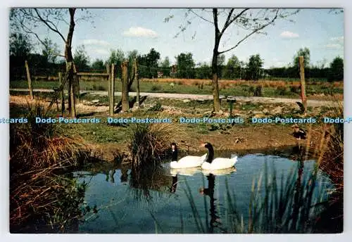 D337775 Gloucestershire. Slimbridge. The Wildfowl Trust. Diese sehr auffälligen Bla