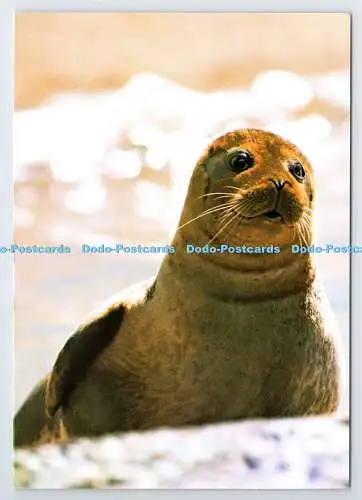 D339791 Common Seal. John Hinde. Redruth. Cornwall. J. Arthur Dixon. Jane Burton