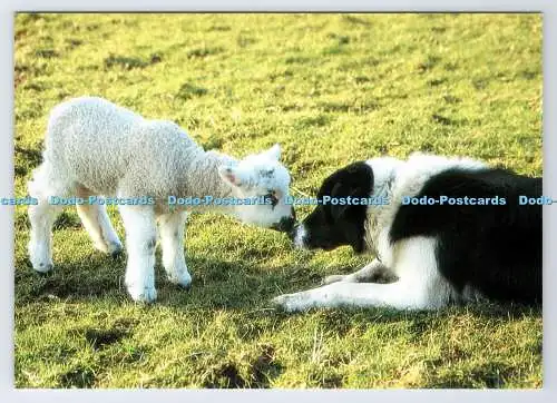 D339802 Lamm und Collie. Peter Pedley. Wayne Hutchinson