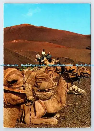 D337856 Lanzarote. Islas Canarias. Arrecife Gran Hotel. Kamelritt ins Feuer M